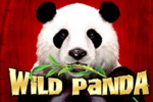 Wild Panda