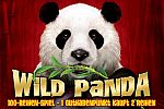 Wild Panda